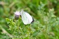 Thistle feed